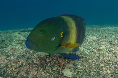 Kızıl Denizde yüzen balıklar, renkli balıklar, Eilat, İsrail