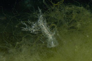 Kızıl denizde yüzen hayalet balıklar, renkli balıklar, Eilat Israel