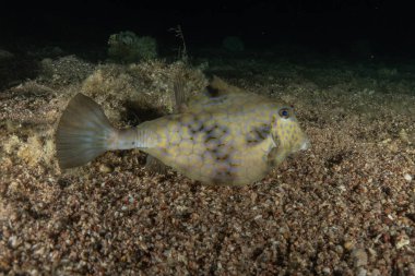 Kızıl Denizde yüzen balıklar, renkli balıklar, Eilat, İsrail