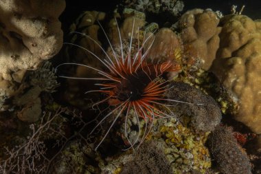 Aslan Balığı (Pterois mil) Kızıl Deniz 'de, renkli balık, Eilat, İsrail