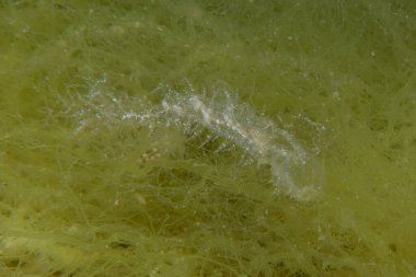 Kızıl denizde yüzen hayalet balıklar, renkli balıklar, Eilat Israel