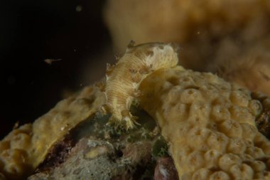 Kızıl Denizde yüzen balıklar, renkli balıklar, Eilat, İsrail