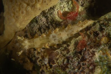 Kızıl Denizde Çıplak Deniz Sümüklüböceği, Renkli ve güzel, Eilat, İsrail