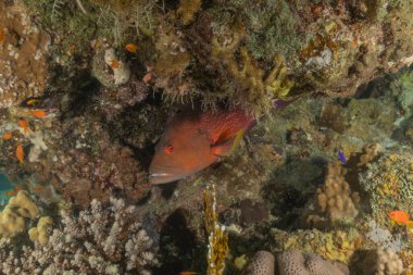 Kızıl Denizde yüzen balıklar, renkli balıklar, Eilat, İsrail