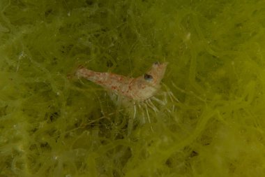 Kızıl Denizde Yengeç, Renkli ve güzel, Eilat, İsrail