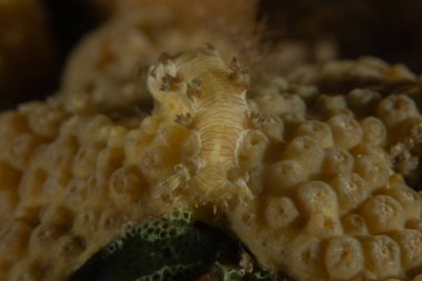 Kızıl Denizde Çıplak Deniz Sümüklüböceği, Renkli ve güzel, Eilat, İsrail