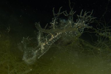 Kızıl Denizde yüzen hayalet balıklar, renkli balıklar, Eilat, İsrail