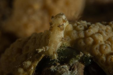 Kızıl Denizde Çıplak Deniz Sümüklüböceği, Renkli ve güzel, Eilat, İsrail