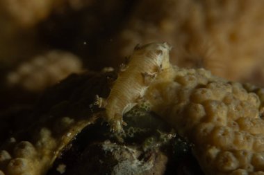 Kızıl Denizde Çıplak Deniz Sümüklüböceği, Renkli ve güzel, Eilat, İsrail