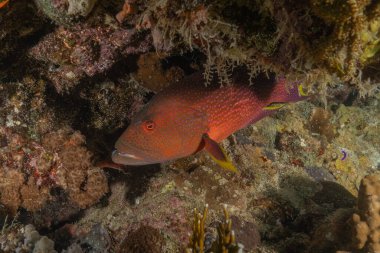 Kızıl Denizde yüzen balıklar, renkli balıklar, Eilat, İsrail