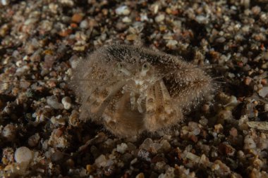 Kızıldenizde Keşiş Yengeci, Renkli ve güzel, Eilat, İsrail