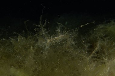 Kızıl Denizde yüzen hayalet balıklar, renkli balıklar, Eilat, İsrail