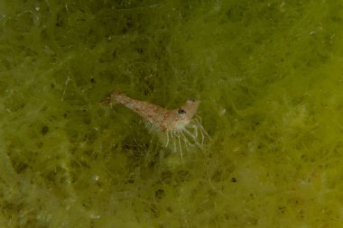 Kızıl Denizde Yengeç, Renkli ve güzel, Eilat, İsrail