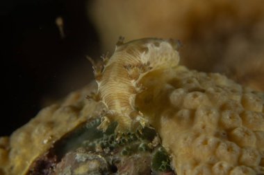 Kızıl Denizde Çıplak Deniz Sümüklüböceği, Renkli ve güzel, Eilat, İsrail