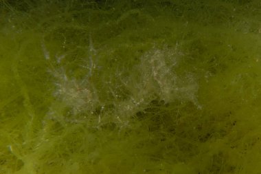 Kızıl Denizde yüzen hayalet balıklar, renkli balıklar, Eilat, İsrail