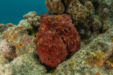 Kızıl Deniz 'de kamuflajın ahtapot kralı Eilat, İsrail 