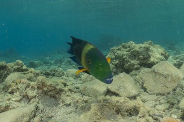 Kızıl Denizde yüzen balıklar, renkli balıklar, Eilat, İsrail