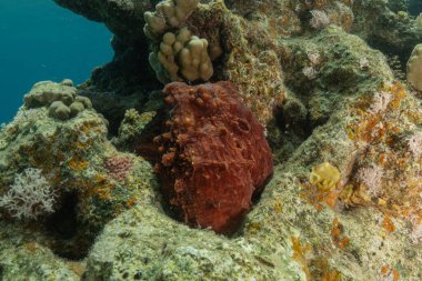 Kızıl Deniz 'de kamuflajın ahtapot kralı Eilat, İsrail 