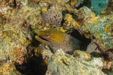 Moray eel Mooray lycodontis Kızıldenizde dalgalanma, Eilat Israel