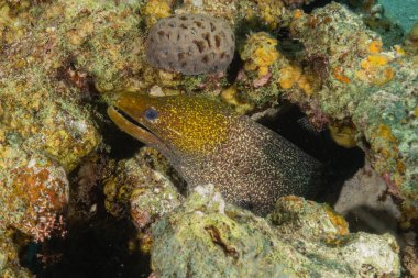 Moray eel Mooray lycodontis Kızıldenizde dalgalanma, Eilat Israel
