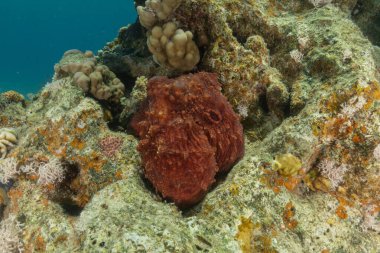 Kızıl Deniz 'de kamuflajın ahtapot kralı Eilat, İsrail 