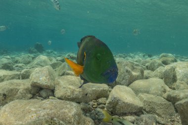 Kızıl Denizde yüzen balıklar, renkli balıklar, Eilat, İsrail