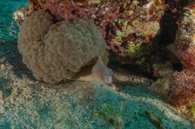 Moray eel Mooray lycodontis Kızıldenizde dalgalanma, Eilat Israel
