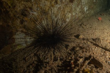 Filipinler Denizi 'nde deniz kestaneleri