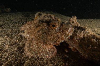 Kızıl Denizde yüzen balıklar, renkli balıklar, Eilat, İsrail