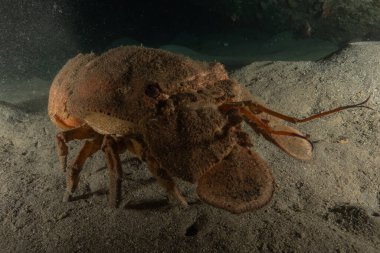 Kızıl Deniz 'de ıstakoz Renkli ve güzel, Eilat, İsrail