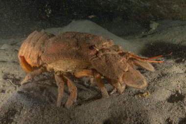 Kızıl Deniz 'de ıstakoz Renkli ve güzel, Eilat, İsrail