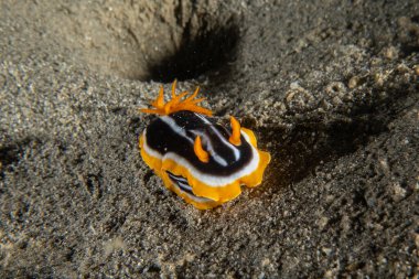 Kızıl Denizde Çıplak Deniz Sümüklüböceği, Renkli ve güzel, Eilat, İsrail