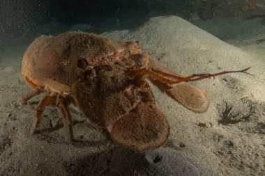 Kızıl Deniz 'de ıstakoz Renkli ve güzel, Eilat, İsrail