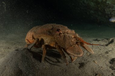 Kızıl Deniz 'de ıstakoz Renkli ve güzel, Eilat, İsrail