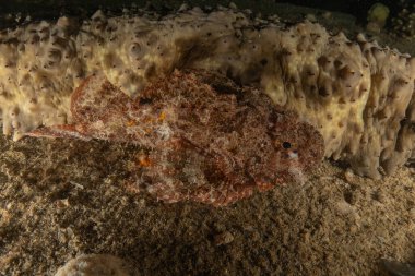 Kızıl Denizde yüzen balıklar, renkli balıklar, Eilat, İsrail