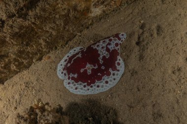 Kızıl Denizde Çıplak Deniz Sümüklüböceği, Renkli ve güzel, Eilat, İsrail