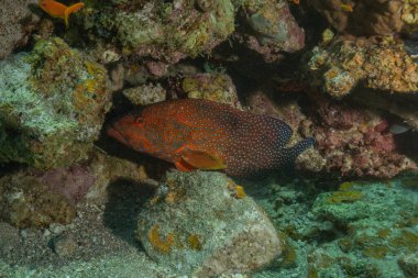 Kızıl Denizde yüzen balıklar, renkli balıklar, Eilat, İsrail