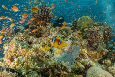 Kızıl Deniz 'de palyaço balığı, renkli ve güzel, Eilat Israel.