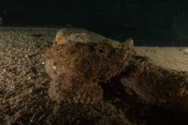 Kızıl Denizde yüzen balıklar, renkli balıklar, Eilat, İsrail