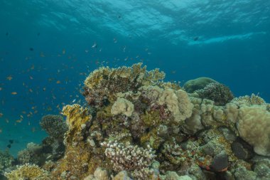Kızıldeniz 'deki mercan resifi ve su bitkileri, Eilat, İsrail