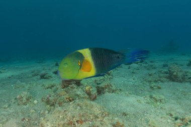 Kızıl Denizde yüzen balıklar, renkli balıklar, Eilat, İsrail