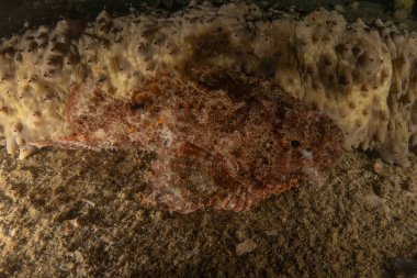 Kızıl Denizde yüzen balıklar, renkli balıklar, Eilat, İsrail