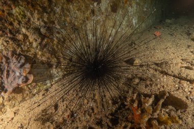 Filipinler Denizi 'nde deniz kestaneleri