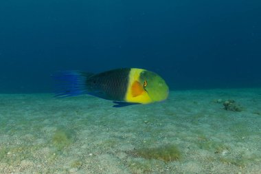 Kızıl Denizde yüzen balıklar, renkli balıklar, Eilat, İsrail