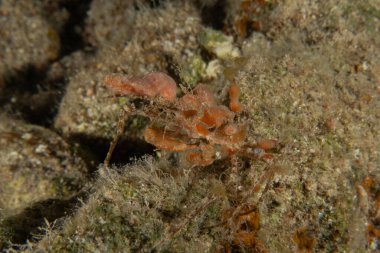 Kızıl Denizde Yengeç, Renkli ve güzel, Eilat, İsrail