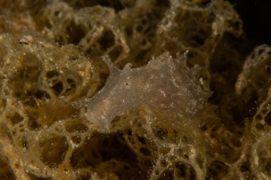 Kızıl Denizde yüzen balıklar, renkli balıklar, Eilat, İsrail