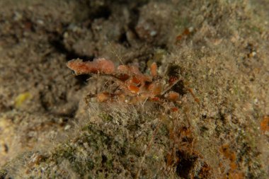 Kızıl Denizde Yengeç, Renkli ve güzel, Eilat, İsrail