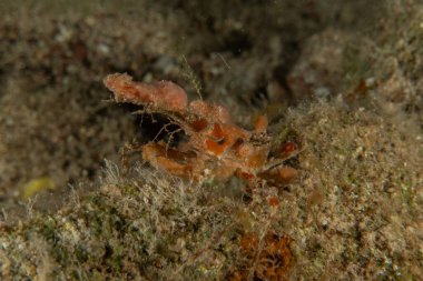 Kızıl Denizde Yengeç, Renkli ve güzel, Eilat, İsrail