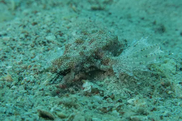 Kızıl Denizde yüzen balıklar, renkli balıklar, Eilat, İsrail