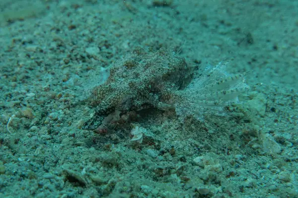 Kızıl Denizde yüzen balıklar, renkli balıklar, Eilat, İsrail